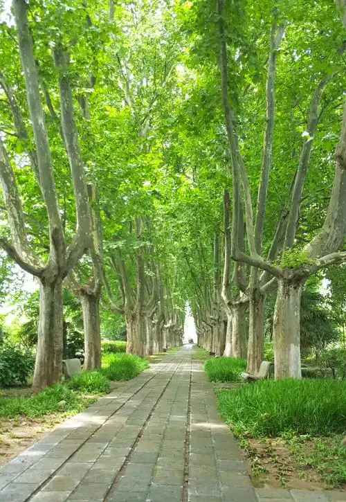 中山路上的百年梧桐.前人栽树 后人乘凉