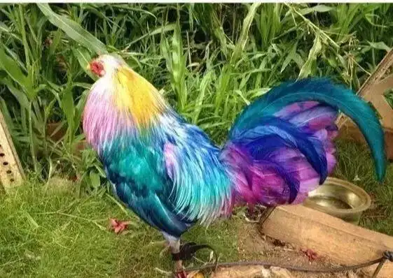 世界上最好看最罕见最漂亮的鸡一只90万美元你见过吗