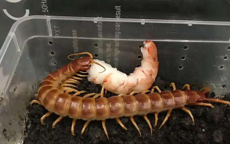 【浅色亚马逊巨人蜈蚣】一条贪吃"蚣"的成长历程,"甜虾刺身真美味!