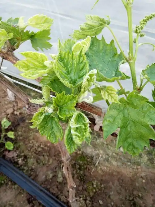 形形色色的葡萄叶部病害.