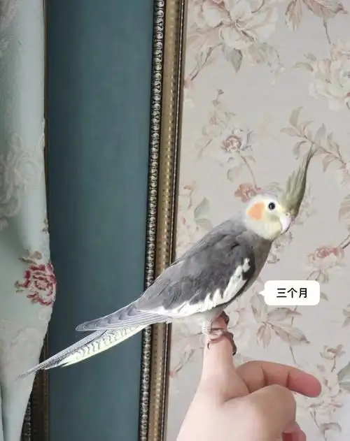 养时间长了还原始灰耐看