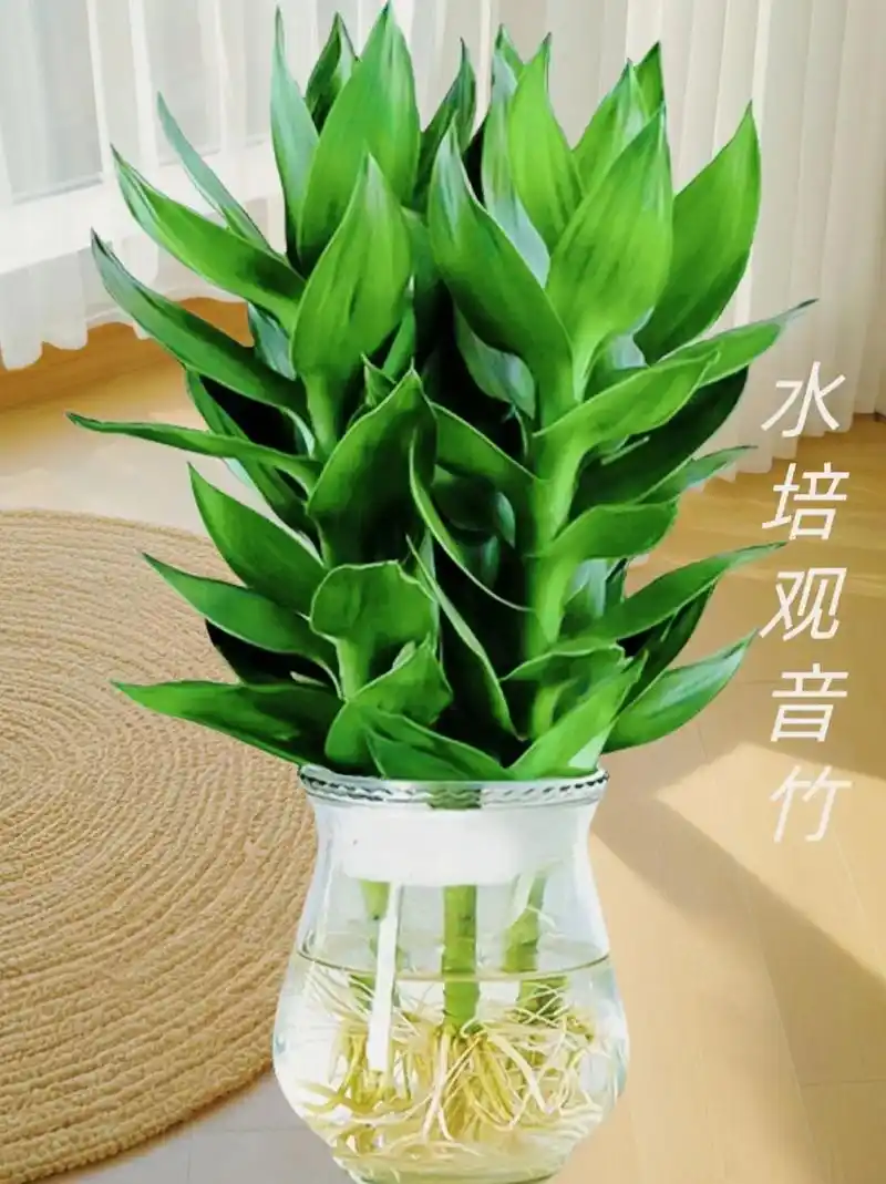 图文掘金计划 #水培植物 #室内绿植 #一年四 - 抖音