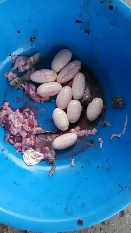 刚从一条眼睛蛇肚子里掏出来的蛇蛋能吃吗