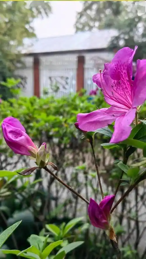 绿色越秀 | 刷屏预备!兰圃的杜鹃花开好了_锦绣_桥身_栽培