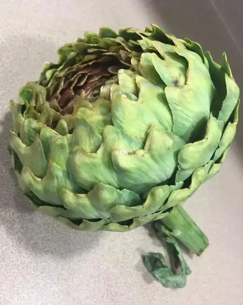 朝鲜蓟也叫菜蓟如何吃法