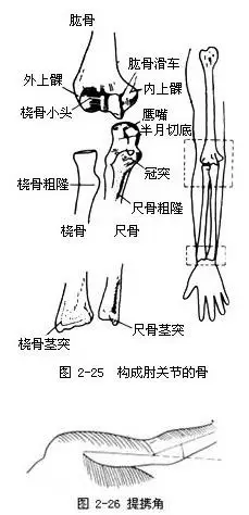 手臂各个部位的名称