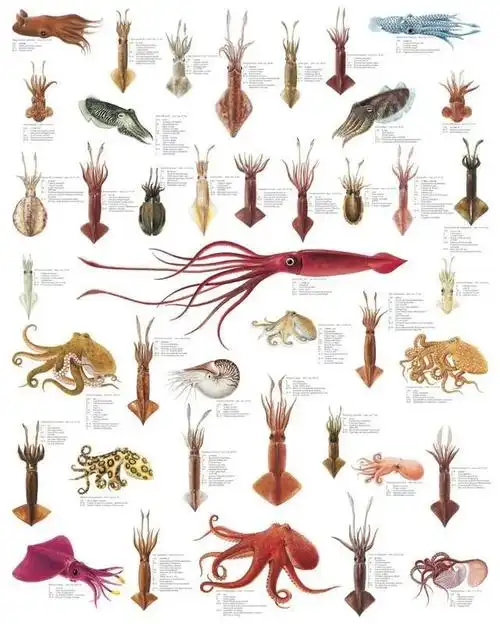 科普八爪鱼章鱼鱿鱼墨鱼乌贼傻傻分不清