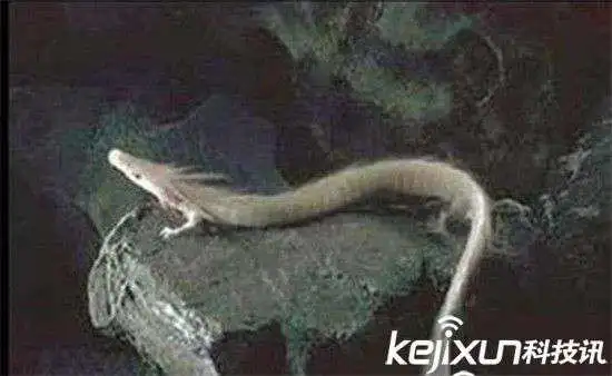 龙的存在真是一个谜一样的问题,06年时昆仑山古洞穴发现真龙事实真相