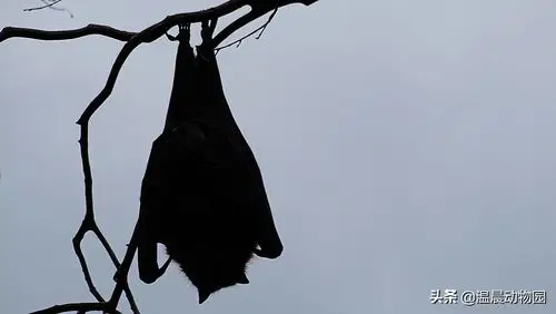 巨型蝙蝠(澳大利亚的巨型蝙蝠)