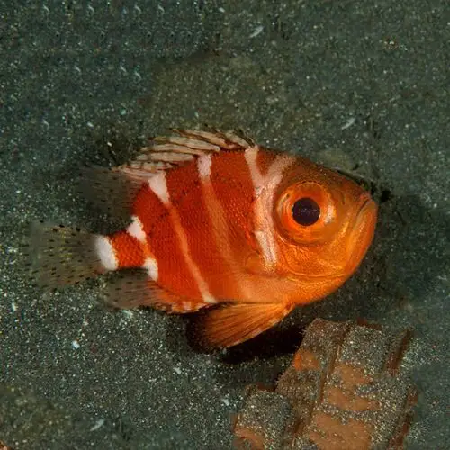 深水水木棉鱼海水观赏鱼其他鱼