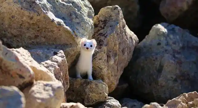 据了解,作为国家一级重点保护动物,濒危物种,雪貂属于食肉目,鼬科