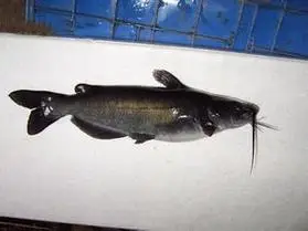 梭边鱼图片大全 - 搜狗图片搜索