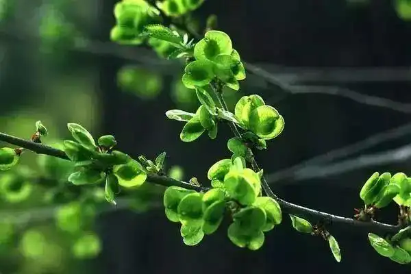 10大黄金野生菜