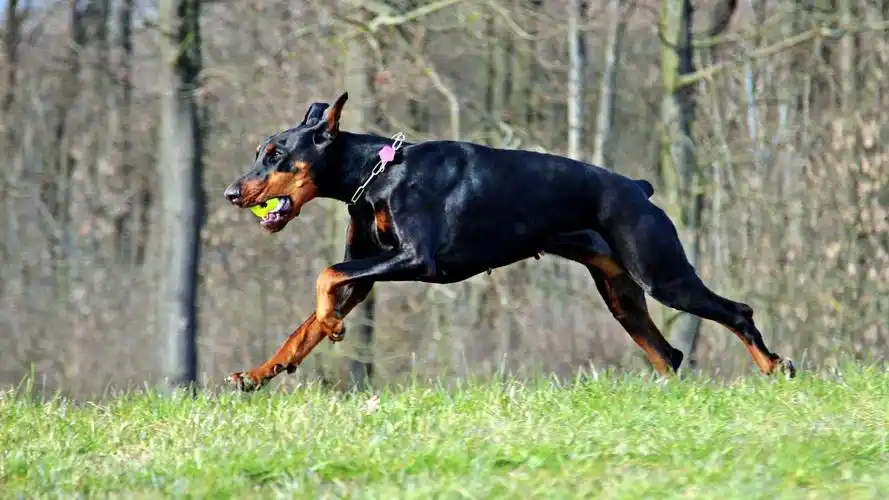 高清杜宾犬图片-动物壁纸-高清动物图片-第6图-娟娟壁纸