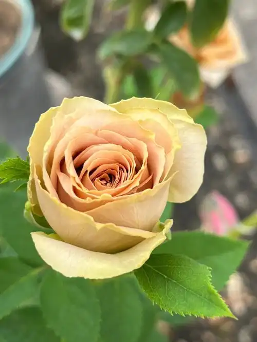 我的月季花  #月季  #我的养花日常  #太妃糖  #太妃糖玫瑰  #养花