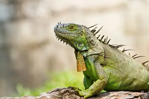 变色龙特写高清图片 - 素材中国16素材网