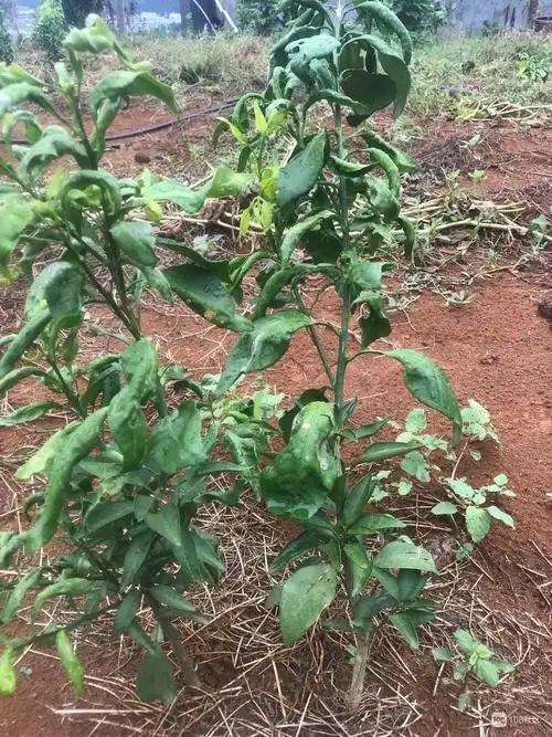 红美人桔树犯病