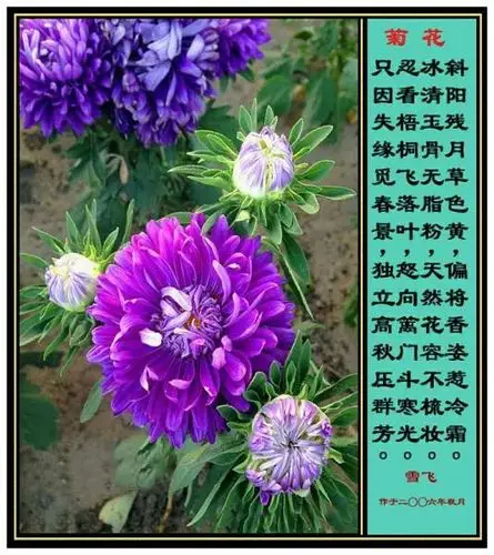 其它 菊 写美篇  深秋,是菊花盛开的季节.