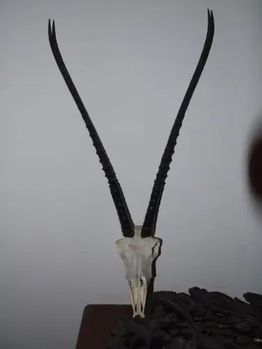 我收藏的藏羚羊角