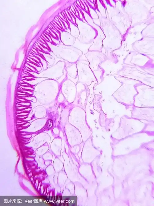 显微镜下的蛔虫横截面