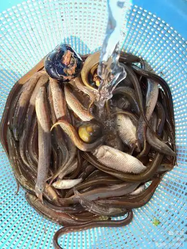 新年趣事～捉泥鳅 - 美篇