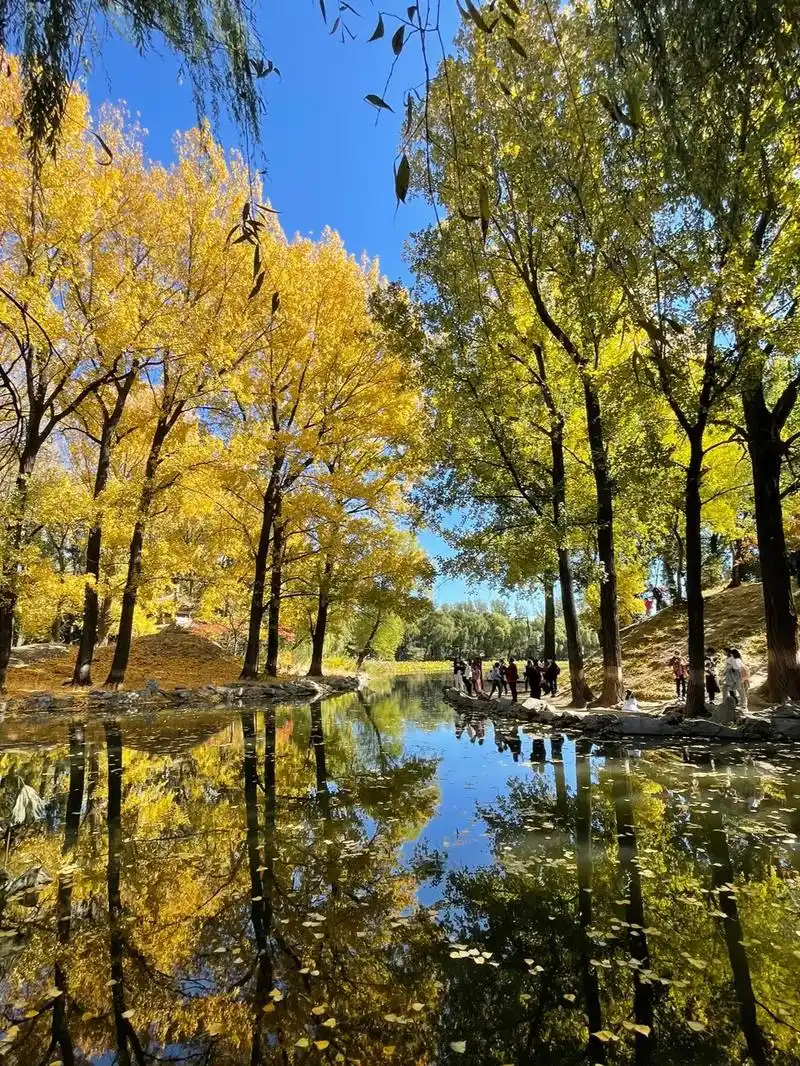 北京的秋,是老舍笔下的天堂,秋风落叶94,静美浪漫.愿时光安 - 抖音