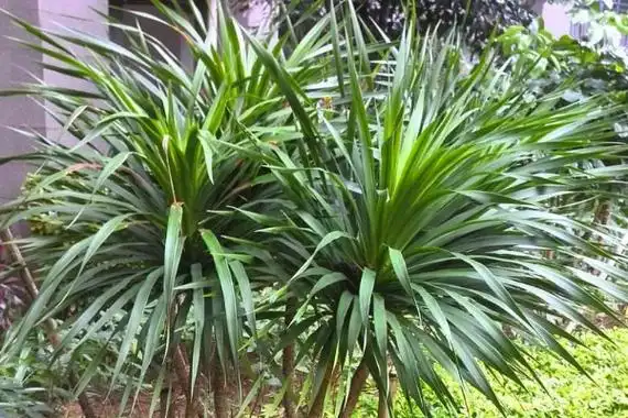 龙血树十大忌讳(龙须树三种人不能养)