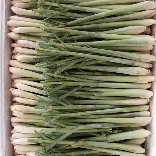 泰国品种柠檬香茅草新鲜到货