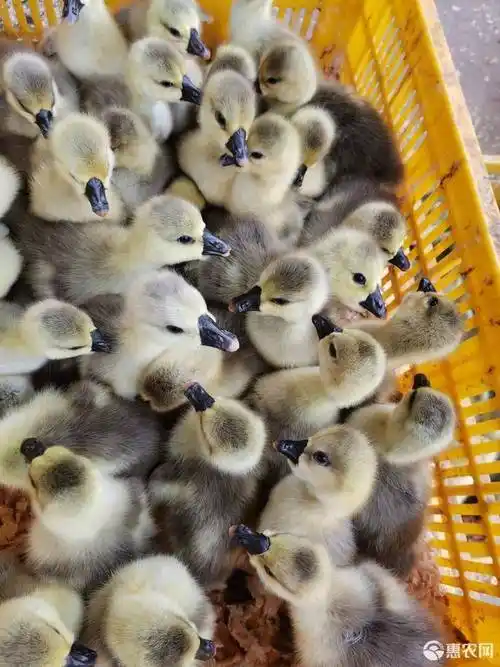 狮头鹅苗 出壳苗