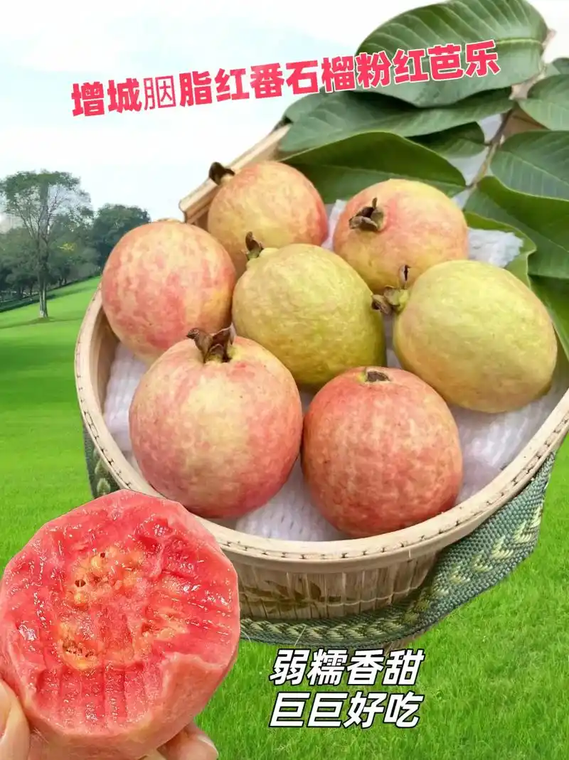 增城四季胭脂红番石榴