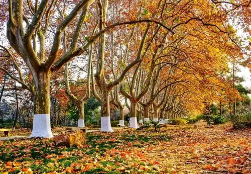 梧桐树的秋韵2020.11