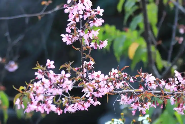 山樱花和他的亲密伙伴们