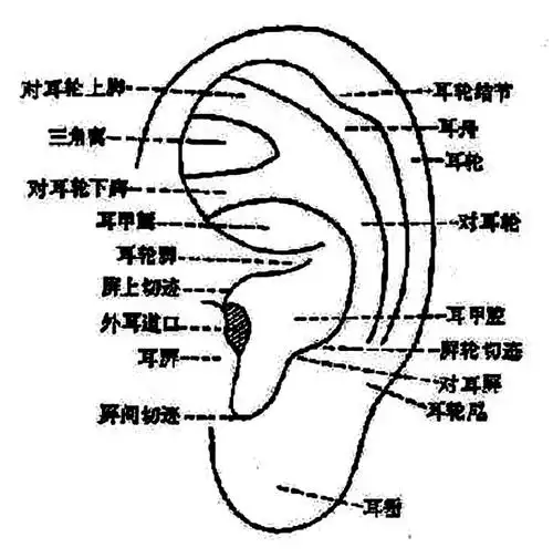 [转载]耳朵按摩养生十妙法