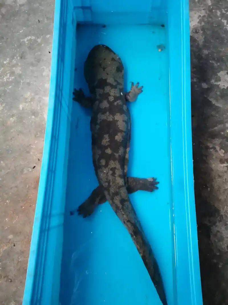 "娃娃鱼",学名叫大鲵.叫声像婴儿的哭声,属于国家二级保护动物.