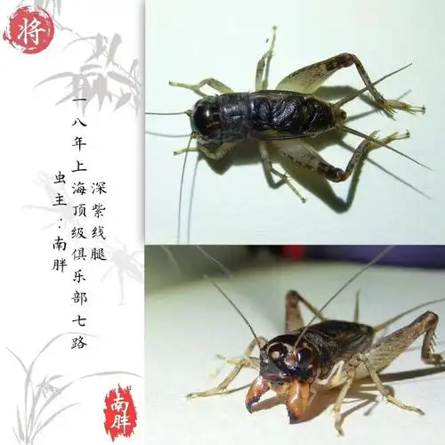 上海朋友,你玩蛐蛐(残鸡)吗?