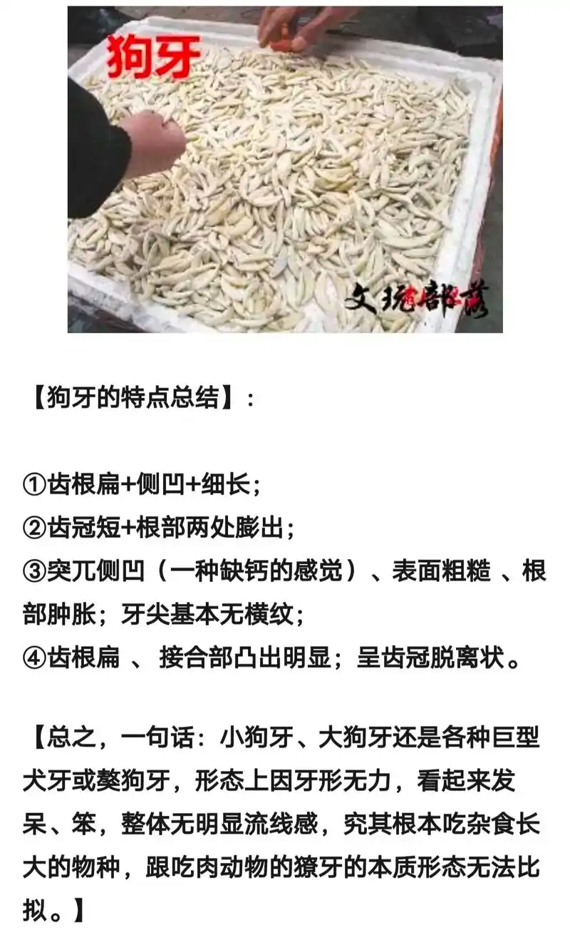 怎样辨别狼牙真伪  辟邪转运 饰品辨别 - 抖音