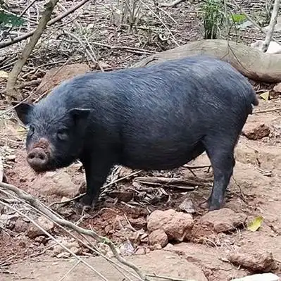 江苏山猪价格行情走势 - 一亩田