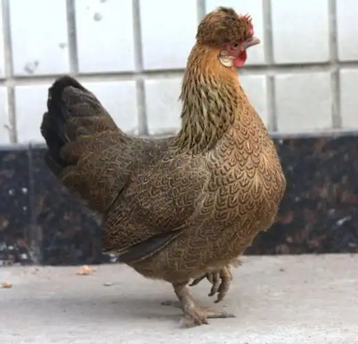 山东山水元宝鸡