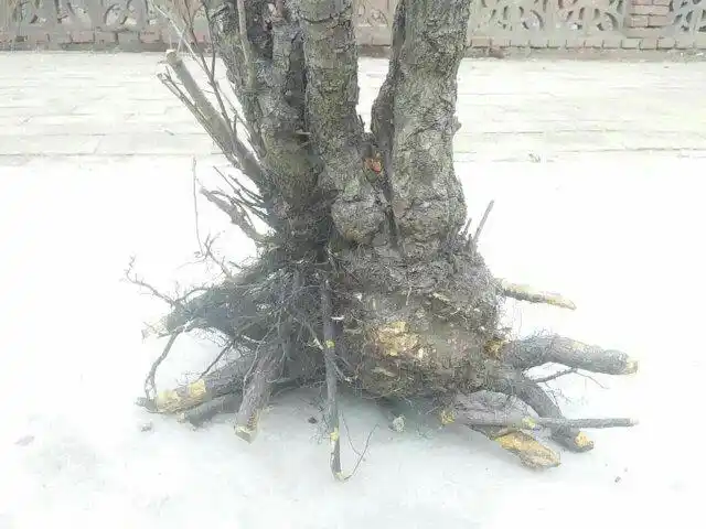 火琉璃有要的吗?