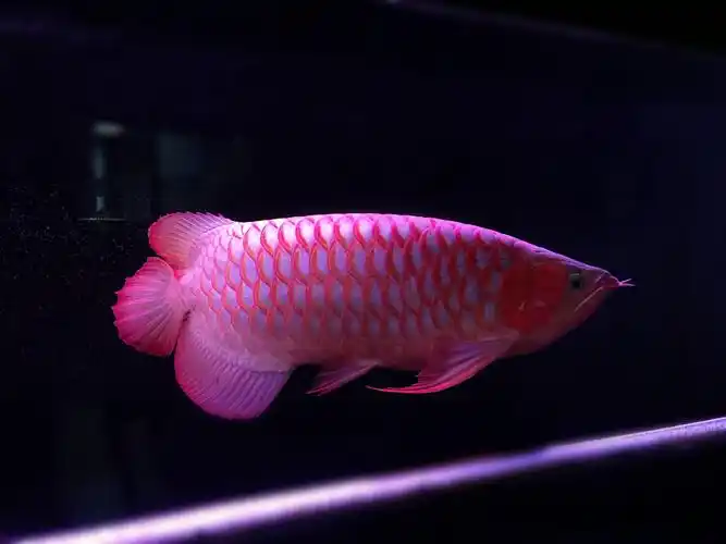 彩虹雷龙鱼怎么养