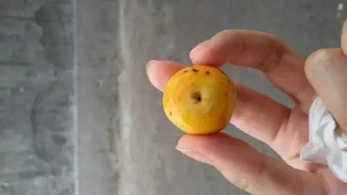 能吃吗 有毒吗?