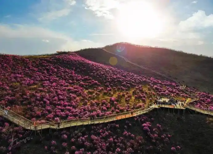 呼伦贝尔扎兰屯市映山红生态公园5游玩建议:建议时长0.