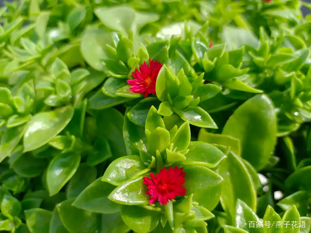 七月份,牡丹吊兰开得正艳,皮实好养,花叶俱美,还是美味菜肴
