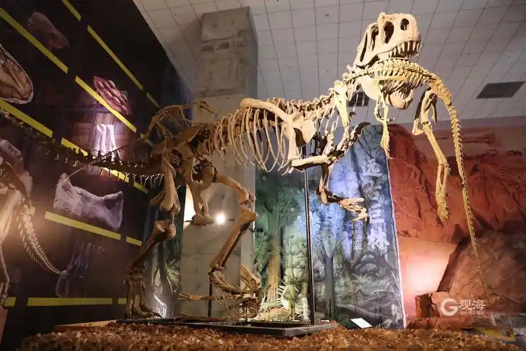 震撼的恐龙化石展来这所博物馆免费看云逛展⑧