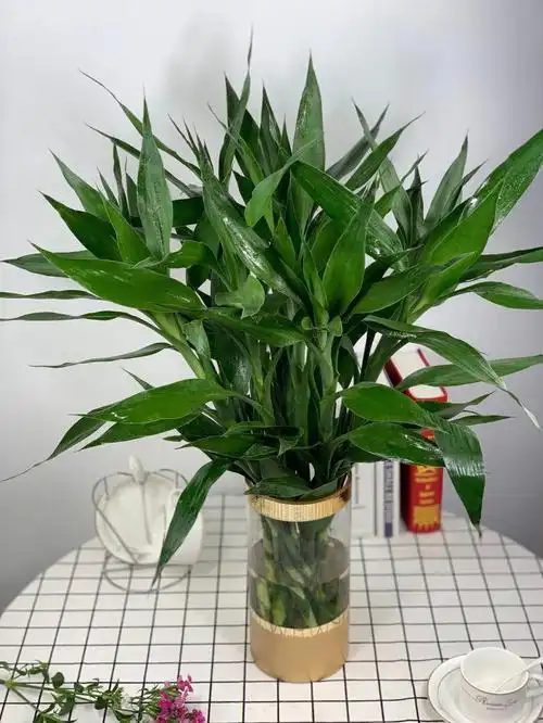 水养绿植富贵竹来了