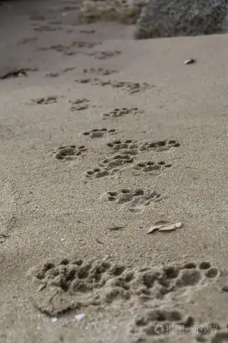 在潮湿的沙滩上的狗脚印