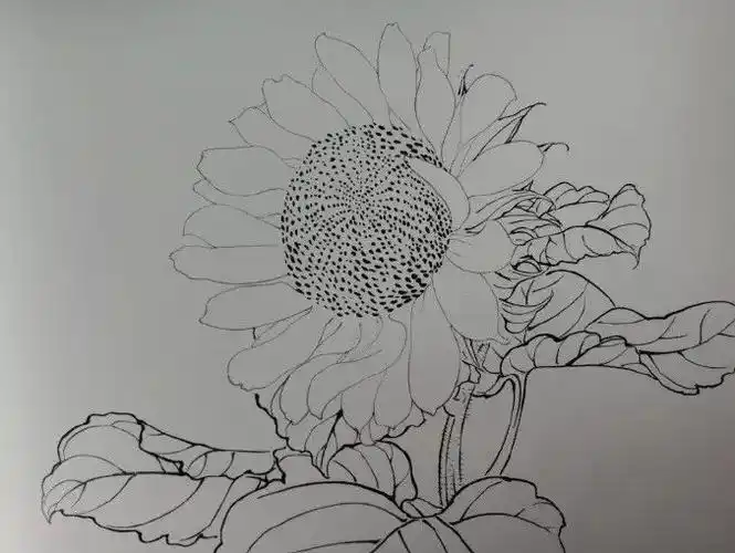 国画教程工笔向日葵