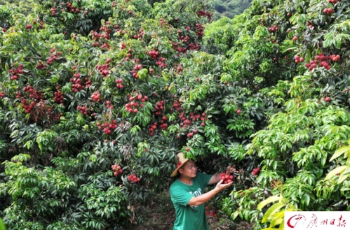 从化双核荔枝