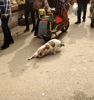 ▼俗话说"狗生如戏,全靠演技",这年头不会装瘸还真在狗圈混不下去