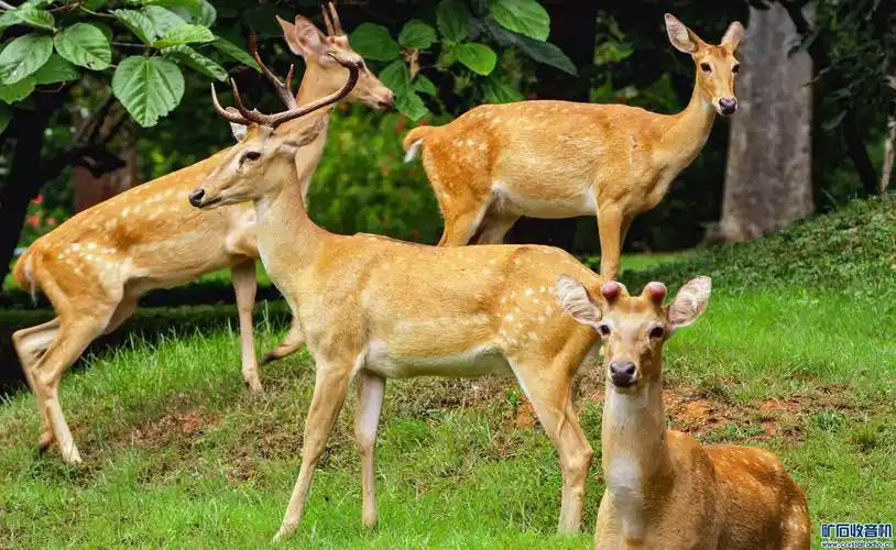 梅花鹿 - 〓原创摄影天地〓 - 矿石收音机论坛 - powered by discuz!